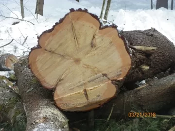 [Hearth.com] Damaged White Pine