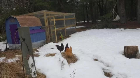 [Hearth.com] Chickens