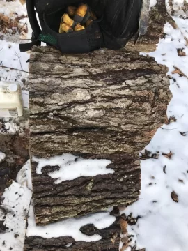 [Hearth.com] Wood ID Red Maple?