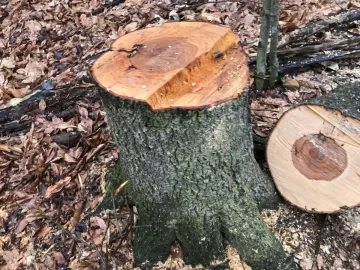 [Hearth.com] Maple/Hickory Tree Id