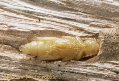 [Hearth.com] Identify this Larvae