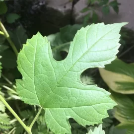 [Hearth.com] Name this leaf