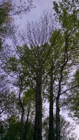 [Hearth.com] Diseased tulip poplar