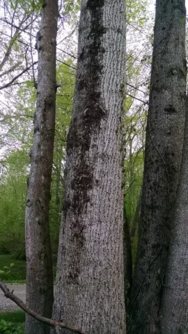 [Hearth.com] Diseased tulip poplar