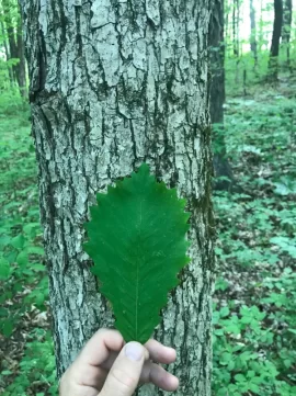 [Hearth.com] Tree ID?