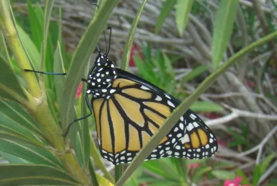 [Hearth.com] Antelope Horns and Monarchs