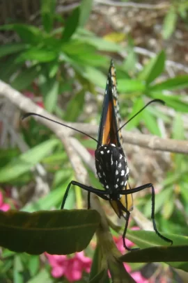 [Hearth.com] Antelope Horns and Monarchs