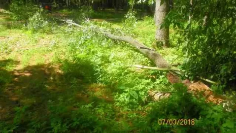 [Hearth.com] Wind Damaged Cherry