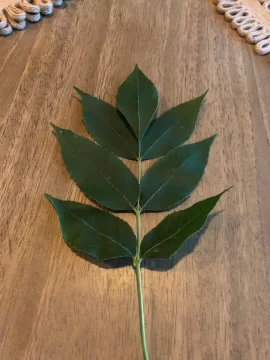 [Hearth.com] Help with tree ID