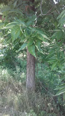 [Hearth.com] Tree ID request