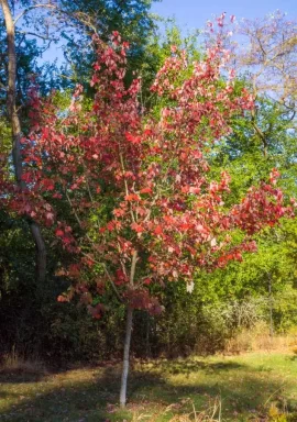 [Hearth.com] Old Farmer's Almanac 2018 - 19 Winter Forecast