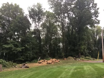 [Hearth.com] Tree cut down, triggers tons of work