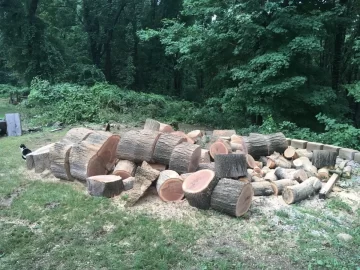 [Hearth.com] Tree cut down, triggers tons of work