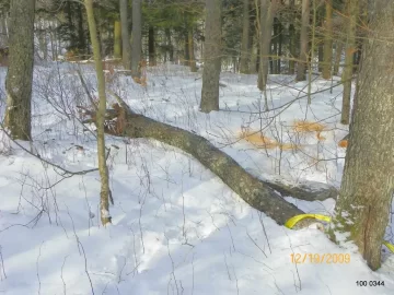 [Hearth.com] The first Cherry I winched down.