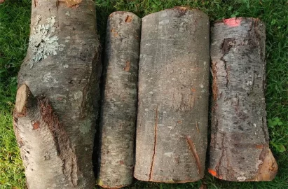 [Hearth.com] Black Locust or Black Birch?