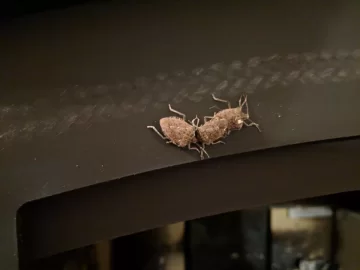 [Hearth.com] Stink bugs INSIDE wood stove AND house??