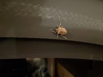 [Hearth.com] Stink bugs INSIDE wood stove AND house??