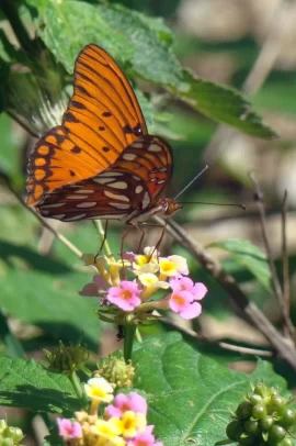 [Hearth.com] Antelope Horns and Monarchs