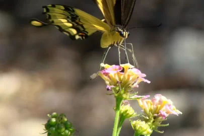 [Hearth.com] Antelope Horns and Monarchs