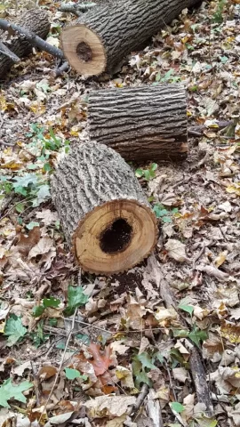 [Hearth.com] Today's Scrounge--post the free btu's