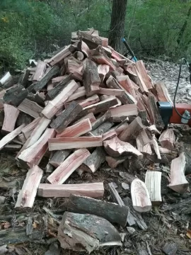 [Hearth.com] Starburst thornless honey locust.