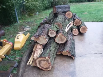 [Hearth.com] Starburst thornless honey locust.