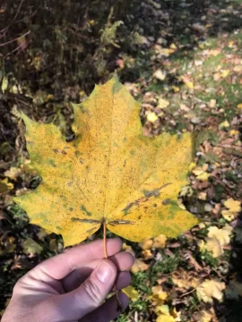 [Hearth.com] What kind of Maple?