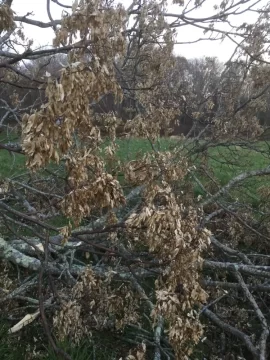 [Hearth.com] Can you help identify this wood? White Ash?