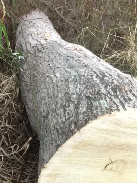 [Hearth.com] Can you help identify this wood? White Ash?