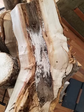 [Hearth.com] Box Elder with Rot - Fungus?