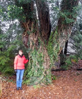 [Hearth.com] Remarkable Black Cherry Tree  (200+ YO?)