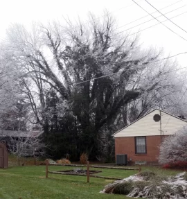 [Hearth.com] Remarkable Black Cherry Tree  (200+ YO?)