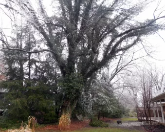 [Hearth.com] Remarkable Black Cherry Tree  (200+ YO?)