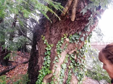 [Hearth.com] Remarkable Black Cherry Tree  (200+ YO?)