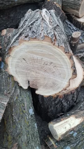 [Hearth.com] Help Identifying Yellowish Stringy Wood