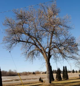 [Hearth.com] How long do I have after EAB infestation...