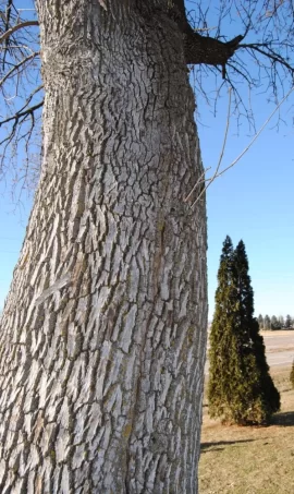 [Hearth.com] How long do I have after EAB infestation...