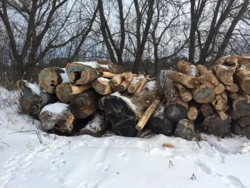 [Hearth.com] I found a source for cheap firewood