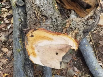 [Hearth.com] Tree ID