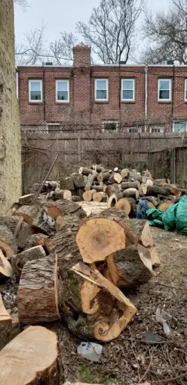 [Hearth.com] Is this silver maple?