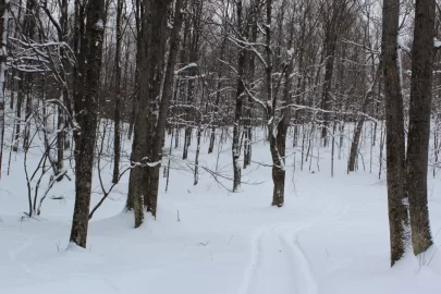 [Hearth.com] Sledding Pictures 2019