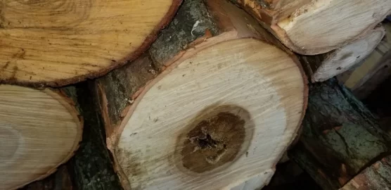 [Hearth.com] Is this silver maple?