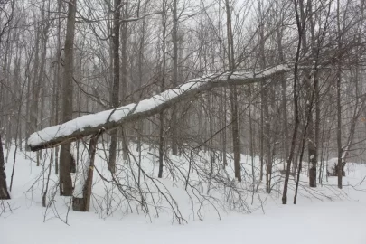 [Hearth.com] Sledding Pictures 2019