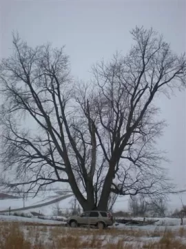 [Hearth.com] Biggest oak tree you've ever seen?