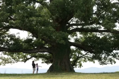 [Hearth.com] Biggest oak tree you've ever seen?