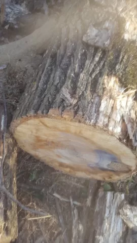 [Hearth.com] help identifying tree