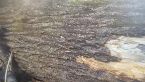 [Hearth.com] help identifying tree