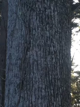 [Hearth.com] Help with tree ID