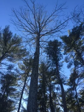 [Hearth.com] Help with tree ID