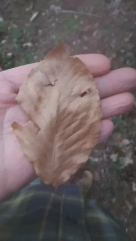 [Hearth.com] help identifying tree